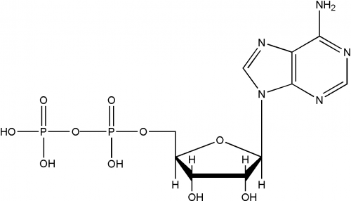 Adenosine 5’-diphosphate